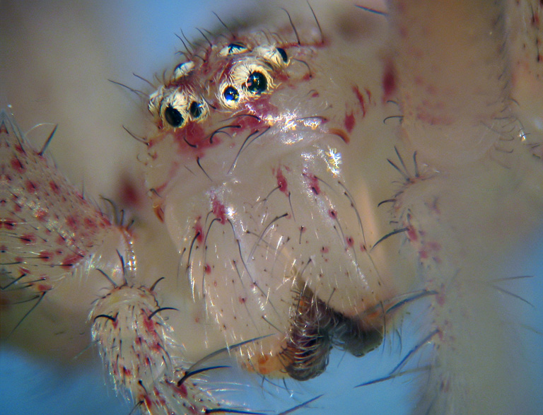 Micrommata virescens